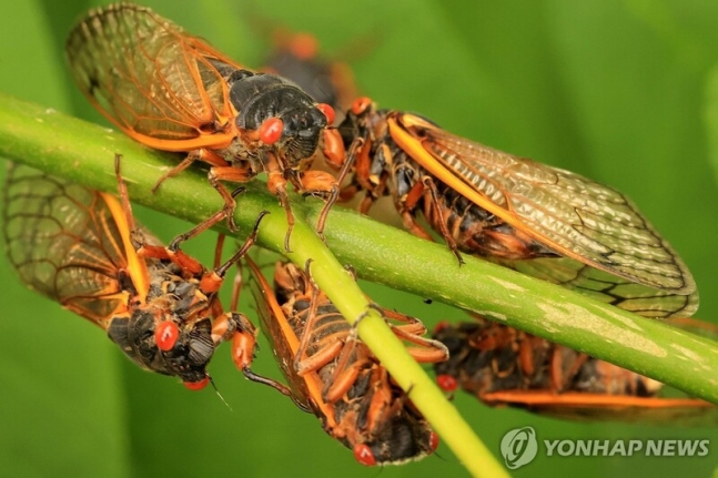 사진=미국에서 17년 주기로 출현하는 '브루드 X' 매미 떼/ AFP 연합뉴스 자료