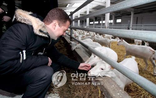 러시아의 한 염소농장 [EPA=연합뉴스 자료사진]